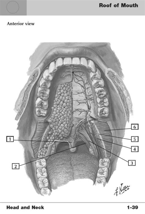 Roof Of Mouth Diagram Quizlet