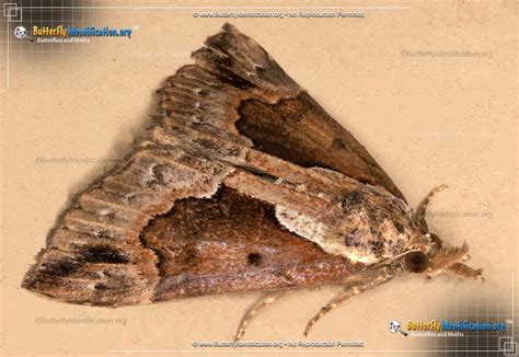 Baltimore Snout Moth