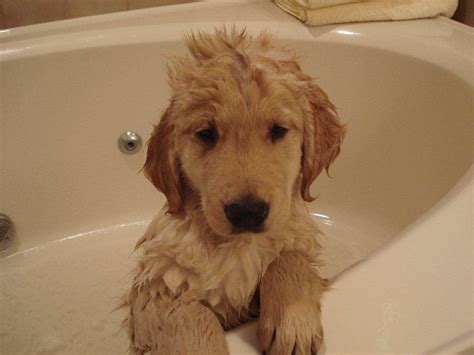 Golden Retriever Puppy Has A Bath Love Is Puppies Pinterest