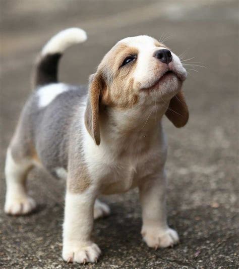 Time To Take In The Weekly Dose Of Cute 84 Cute Dogs Breeds Mini