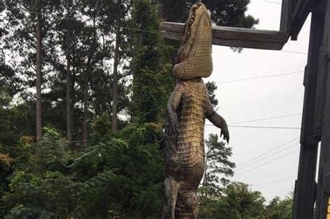 Look Mississippi State Record Gator Measures Over 14 Feet Long