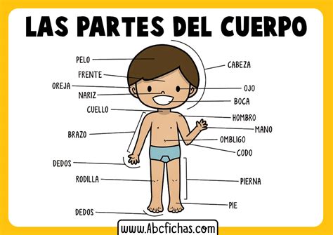 Dibujo De Partes Del Cuerpo Para Niños Abc Fichas