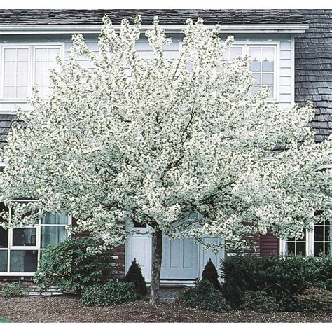 89 Gallon White Spring Snow Crabapple Flowering Tree In Pot With Soil
