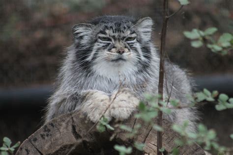Pallas Cat First Time I Had Ever Seen One Of These Cheyenne Mountain