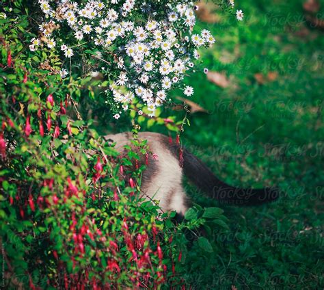 Cat Exploring Bushes In Bloom In Sunny Garden By Stocksy Contributor