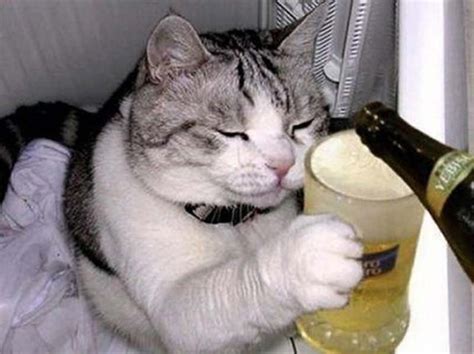 20 Cats That Need To Stop Drinking Alcohol Funny Animal Pictures Cat