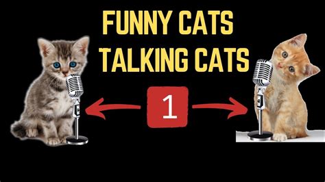 Talking Funny Cats Cat Funny Videos 1 Youtube