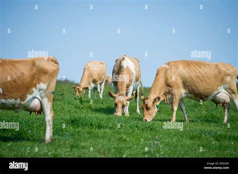 Jersey Dairy Cows Graze In A Green Field Devon Stock Photo Alamy