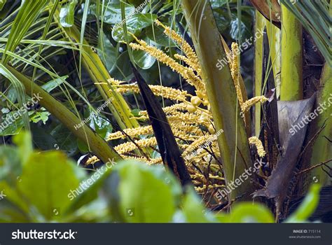 Coconut Palm Tree Flowers Stock Photo 715114 Shutterstock