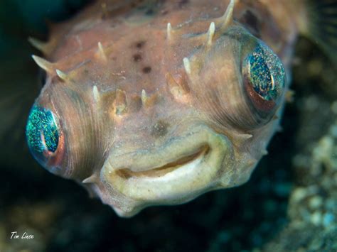 Pufferfish Indonesia Underwater Photography Diving Fish Pets