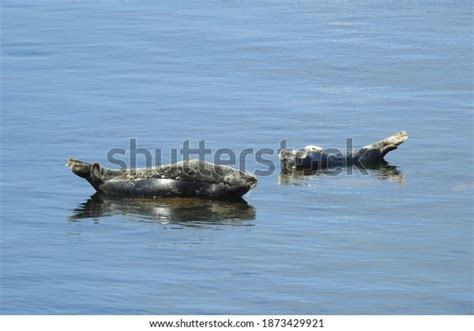 Harbor Seals Sunbathing On Rocks Shallows Stock Photo 1873429921