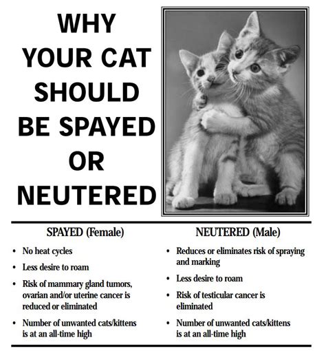 What Age To Neuter Your Cat Cat Meme Stock Pictures And Photos