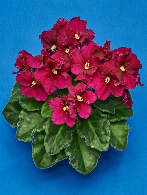 12 Types Of African Violets African Violets Varieties • India Gardening