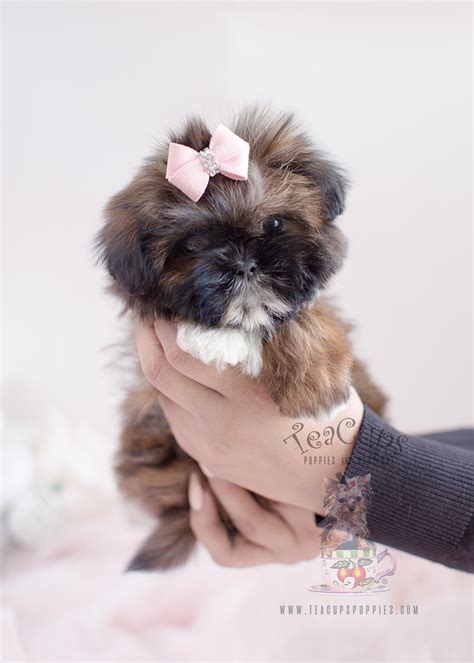 These precious babies are truly special little pups. Shih Tzu Puppy For Sale at TeaCups Puppies South Florida ...