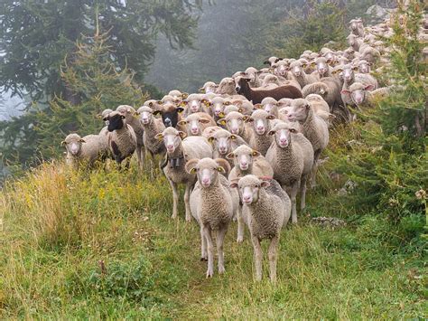 Free Download Sheep Flock Of Sheep Flock Animals Animal Themes