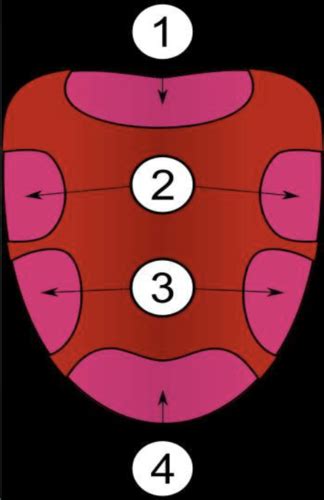 Oral Cavity Flashcards Quizlet