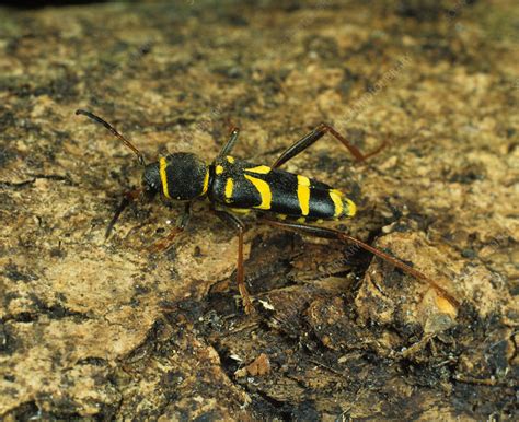 Wasp Beetle Clytus Arietus Stock Image C0017798 Science Photo