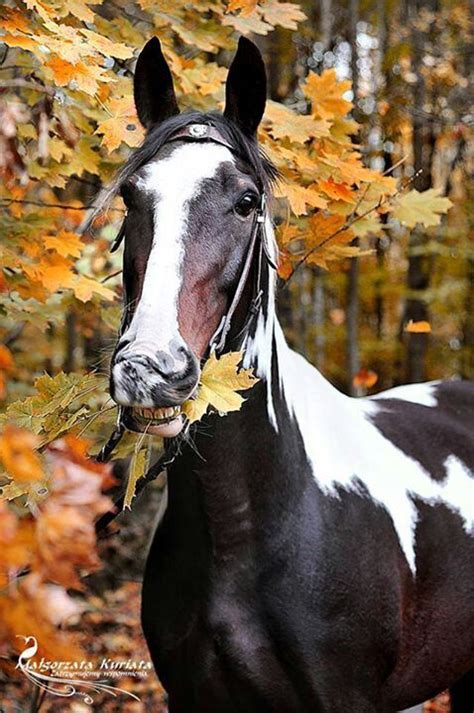 Somewhatvintage Via Pinterest Horses Horse Love Beautiful Horses