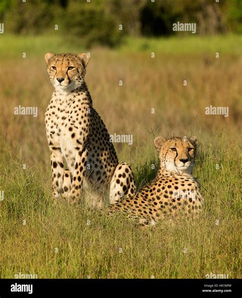 Mother And Son Cheetah In The Sun Stock Photo Alamy
