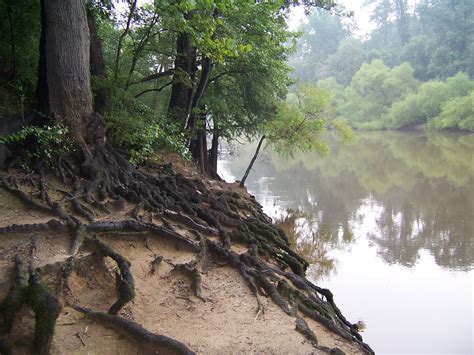 Filetree Roots At Riverside Wikimedia Commons