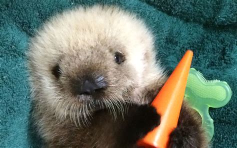 This Week In Cute Zoo Animal Births A Sea Otter Transfer