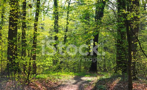 Spring In The Forest Stock Photo Royalty Free Freeimages