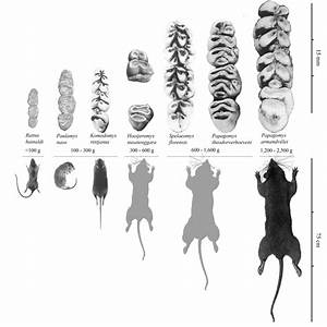 Rodent Sizes Time Scavengers