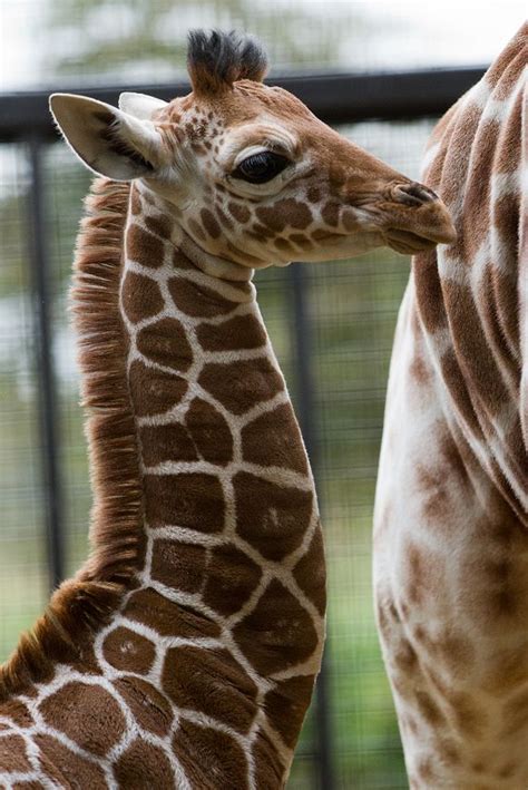 Baby Male Giraffe By Sophie L Miller Animals Animals Beautiful Giraffe