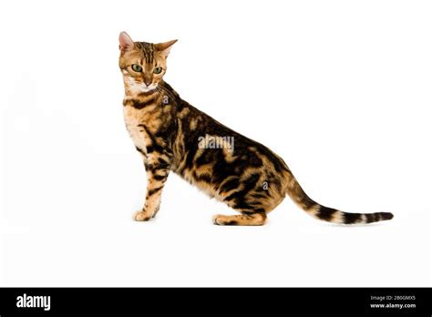 Brown Marbled Tabby Bengal Domestic Cat Stock Photo Alamy
