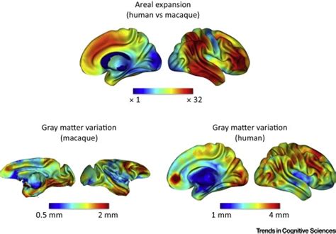 How Primate Brains Vary And Evolve Trends In Cognitive Sciences