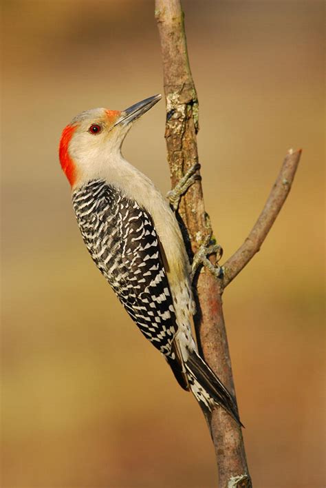 Birding At Home Woodpeckers Audubon Vermont