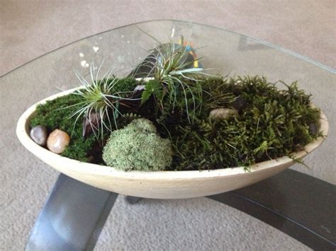 My First Mini Moss Garden Great For The Coffee Table Moss Garden