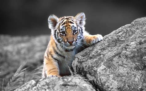 Tiger Cubs Wallpapers Top Free Tiger Cubs Backgrounds Wallpaperaccess