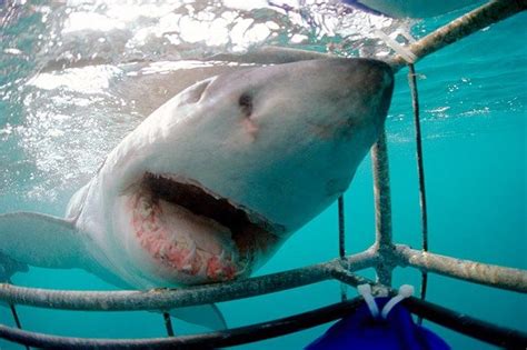 Image A Great White Shark At A Shark Cage Dyer Island South Africa