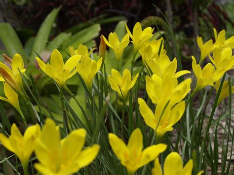 A Yellow Flower Groundcover That Blooms In Summer Zephyranthes Citrina