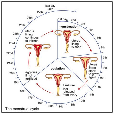 The Menstrual Cycle Diagram Quizlet