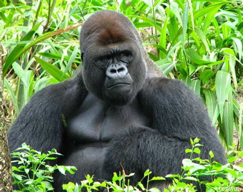 Gorilla Falls Exploration Trail Animal Kingdom Allearsnet
