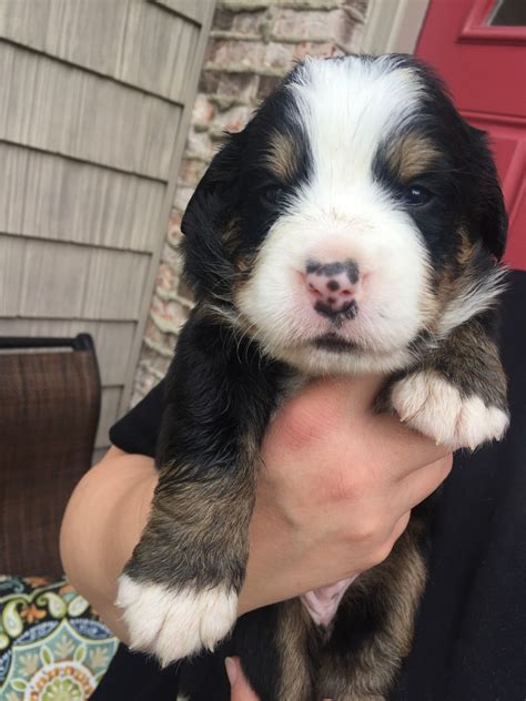 Bernese Mountain Dog Puppies For Sale Cleveland Oh 279543