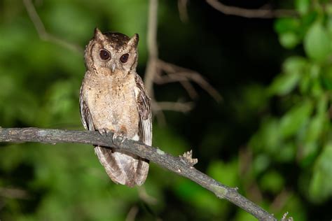 Collared Scops Owl Otus Lettia Our Land Nature Reserve Flickr