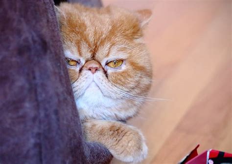 Exotic Shorthair Cat Pictures And Information Cat