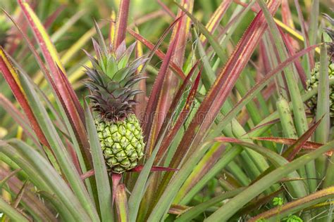 Fresh Tropical Pineapple On The Tree In Farm Stock Image Image Of
