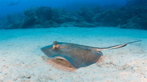How To Prevent And Treat Stingray Stings Mens Journal