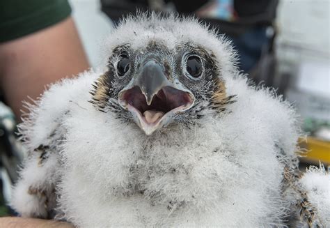 Photos Meet The Peregrine Falcon Chicks Hatched Atop Our Bridges This