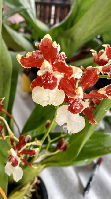 Jual Anggrek Oncidium Yuan Nan Fragrant Di Lapak Callista Orchid And