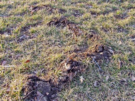Moles Destroy Lawns How To Stop Moles Bug Zapper Pest Control
