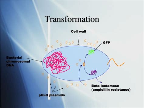 Ppt Transformation Of Li With Pglo Powerpoint Presentation Free