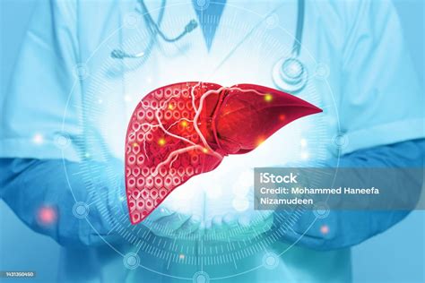 Human Liver Anatomy Diseased Liver Liver Cancer Cross Section 3d