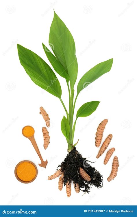 Turmeric Plant With Powder And Roots In Soil Stock Image Image Of