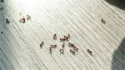 stop the invasion with effective ant control houseopedia