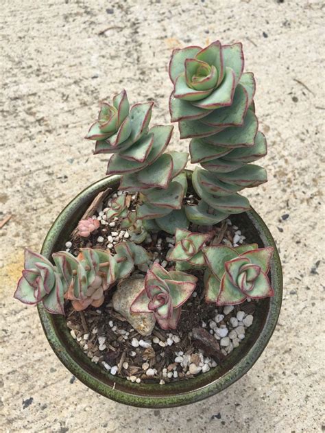 Some are summer dormant, so back off on watering during the summer months for summer dormant types. Best 25+ Identifying succulents ideas on Pinterest ...